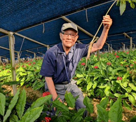 韓国・論山の高麗人参畑